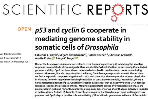 Germany: CycG and p53 are required for DNA damage repair in Drosophila melanogaster