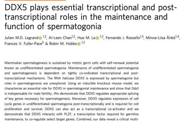 Australia & UK: DDX5 promotes maintenance and function of spematogonia
