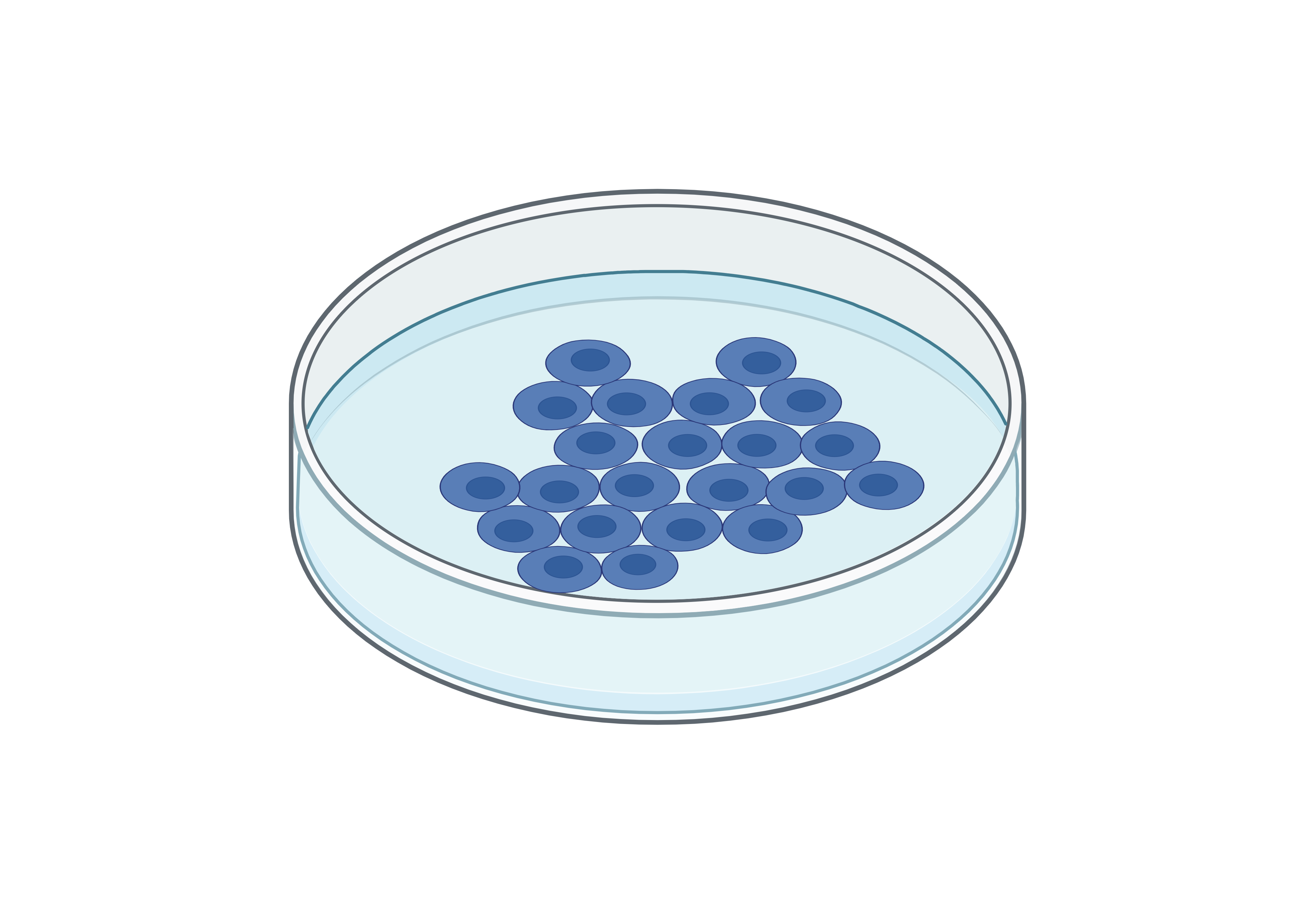 Cell Media Transfer – 96 Well Flat Bottom Plate