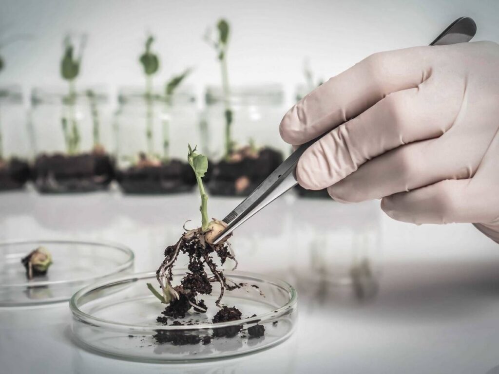 Plant genomic DNA extracted from seed samples using automated magnetic bead purification
